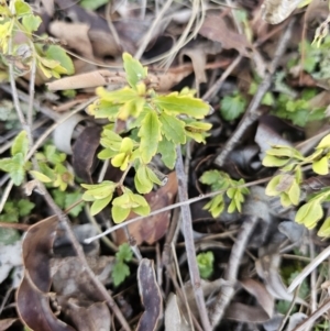 Veronica calycina at Gungahlin, ACT - 23 Aug 2023