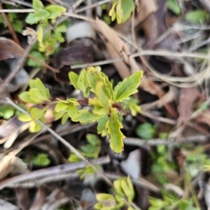 Veronica calycina at Gungahlin, ACT - 23 Aug 2023