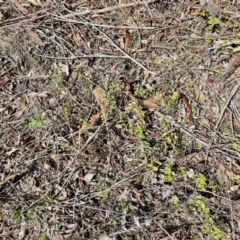 Veronica calycina at Gungahlin, ACT - 23 Aug 2023