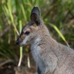 Notamacropus rufogriseus (Red-necked Wallaby) at ﻿Venman Bushland National Park - 24 Aug 2023 by TimL