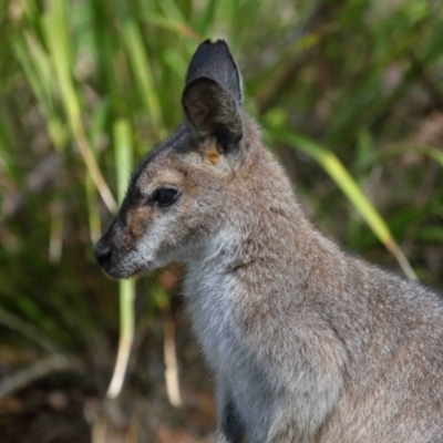 Notamacropus rufogriseus (Red-necked Wallaby) at ﻿Venman Bushland National Park - 24 Aug 2023 by TimL