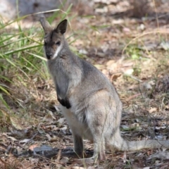 Notamacropus rufogriseus at Mount Cotton, QLD - 24 Aug 2023