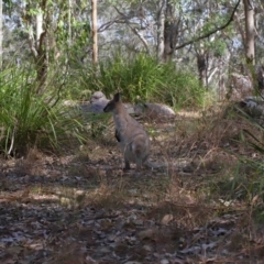 Notamacropus rufogriseus at Mount Cotton, QLD - 24 Aug 2023