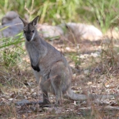 Notamacropus rufogriseus at Mount Cotton, QLD - 24 Aug 2023