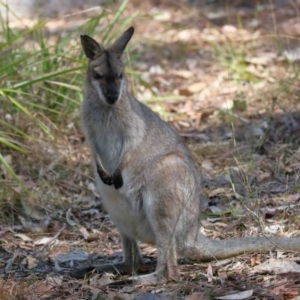 Notamacropus rufogriseus at Mount Cotton, QLD - 24 Aug 2023