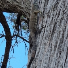 Varanus varius (Lace Monitor) at Blakney Creek, NSW - 26 Dec 2022 by RobSpeirs