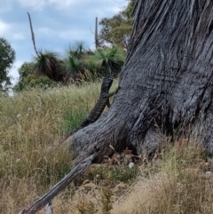 Varanus varius at Blakney Creek, NSW - 26 Dec 2022