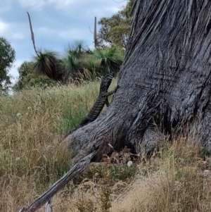 Varanus varius at Blakney Creek, NSW - suppressed