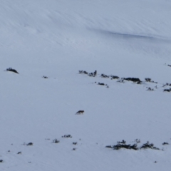 Vulpes vulpes (Red Fox) at Kosciuszko National Park - 21 Aug 2023 by MB