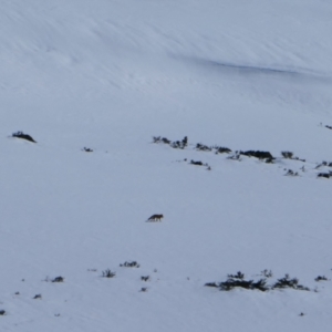 Vulpes vulpes at Burrungubugge, NSW - 21 Aug 2023 10:38 AM