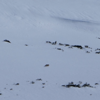 Vulpes vulpes (Red Fox) at Kosciuszko National Park - 21 Aug 2023 by MB