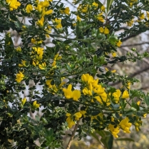 Genista monspessulana at Phillip, ACT - 25 Aug 2023