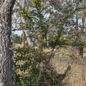 Genista monspessulana at Phillip, ACT - 25 Aug 2023