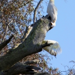 Cacatua galerita (Sulphur-crested Cockatoo) at QPRC LGA - 3 Nov 2012 by Wandiyali