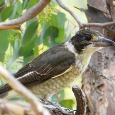 Cracticus torquatus (Grey Butcherbird) at Googong, NSW - 8 Feb 2018 by Wandiyali