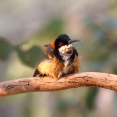 Acanthorhynchus tenuirostris (Eastern Spinebill) at Googong, NSW - 30 Dec 2019 by Wandiyali