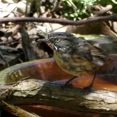 Sericornis frontalis (White-browed Scrubwren) at Googong, NSW - 1 Jan 2022 by Wandiyali