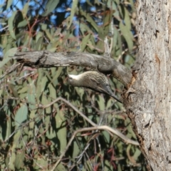 Cormobates leucophaea (White-throated Treecreeper) at Googong, NSW - 10 Jun 2021 by Wandiyali