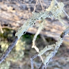 Flavoparmelia sp. (Flavoparmelia Lichen) at QPRC LGA - 24 Aug 2023 by Wandiyali