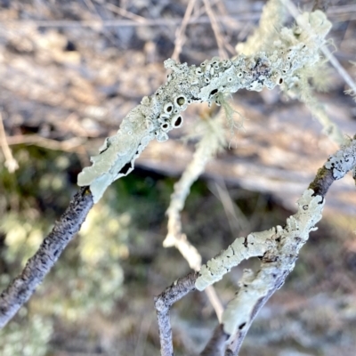 Flavoparmelia sp. (Flavoparmelia Lichen) at Googong, NSW - 24 Aug 2023 by Wandiyali