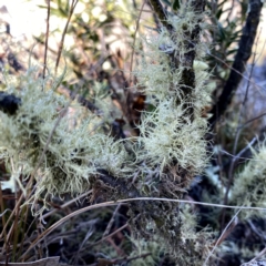Usnea sp. (genus) (Bearded lichen) at QPRC LGA - 24 Aug 2023 by Wandiyali