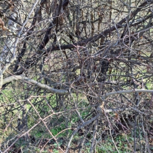 Crataegus monogyna at Majura, ACT - 24 Aug 2023 02:40 PM