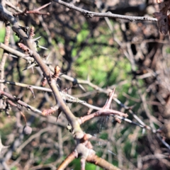 Crataegus monogyna at Majura, ACT - 24 Aug 2023 02:40 PM