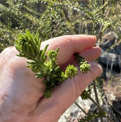 Ozothamnus diosmifolius (Rice Flower, White Dogwood, Sago Bush) at Kangaroo Valley, NSW - 25 Aug 2023 by lbradley