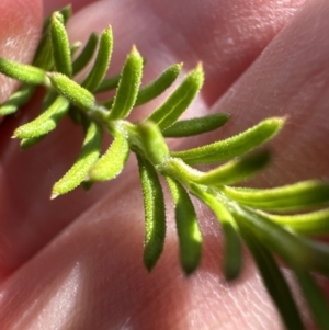 Ozothamnus diosmifolius at Kangaroo Valley, NSW - 25 Aug 2023