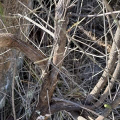 Ozothamnus diosmifolius at Kangaroo Valley, NSW - 25 Aug 2023