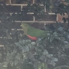 Alisterus scapularis (Australian King-Parrot) at Kangaroo Valley, NSW - 25 Aug 2023 by lbradley