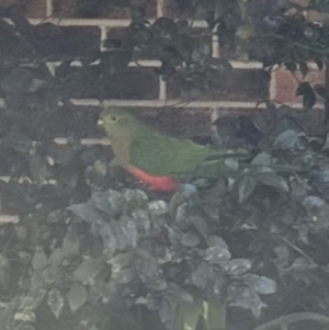 Alisterus scapularis at Kangaroo Valley, NSW - suppressed