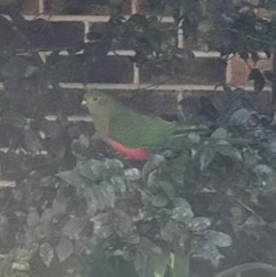 Alisterus scapularis (Australian King-Parrot) at Kangaroo Valley, NSW - 25 Aug 2023 by lbradleyKV