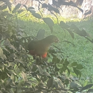 Alisterus scapularis at Kangaroo Valley, NSW - suppressed