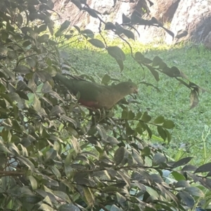 Alisterus scapularis at Kangaroo Valley, NSW - suppressed