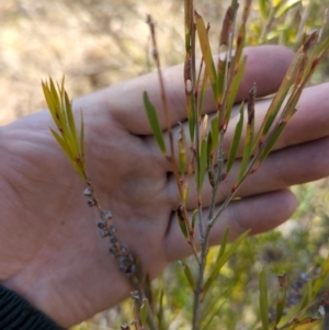 Callistemon sieberi at Tuggeranong, ACT - 25 Aug 2023