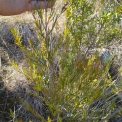 Callistemon sieberi at Tuggeranong, ACT - 25 Aug 2023