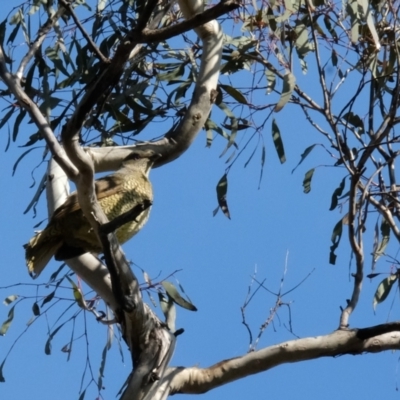 Ptilonorhynchus violaceus (Satin Bowerbird) at Bruce Ridge to Gossan Hill - 24 Aug 2023 by KaleenBruce