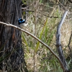 Malurus cyaneus (Superb Fairywren) at Bruce, ACT - 25 Aug 2023 by KaleenBruce