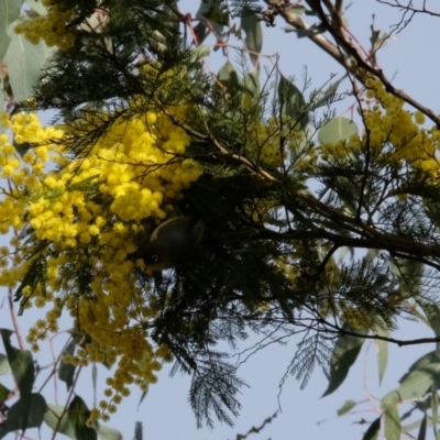 Zosterops lateralis (Silvereye) at Bruce Ridge to Gossan Hill - 25 Aug 2023 by KaleenBruce