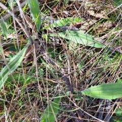 Plantago varia (Native Plaintain) at Mount Majura - 24 Aug 2023 by abread111