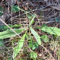 Plantago varia at Majura, ACT - 24 Aug 2023