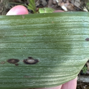 Livistona australis at Kangaroo Valley, NSW - 25 Aug 2023