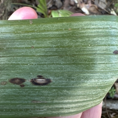 Livistona australis (Australian Cabbage Palm) at Kangaroo Valley, NSW - 25 Aug 2023 by lbradley