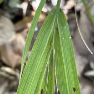 Livistona australis at Kangaroo Valley, NSW - 25 Aug 2023