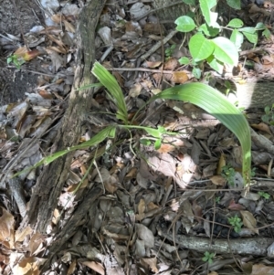 Livistona australis at Kangaroo Valley, NSW - 25 Aug 2023