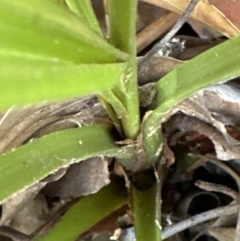 Livistona australis at Kangaroo Valley, NSW - 25 Aug 2023