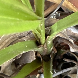 Livistona australis at Kangaroo Valley, NSW - 25 Aug 2023