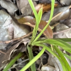 Livistona australis at Kangaroo Valley, NSW - 25 Aug 2023