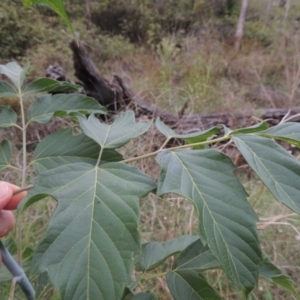 Acer negundo at Tuggeranong, ACT - 25 Feb 2023 06:30 PM